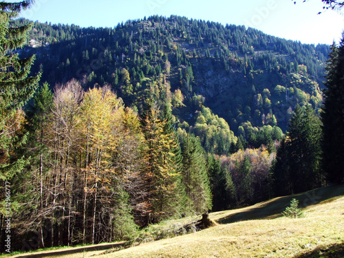 Mixed forests and trees on the Churfirsten mountain range and in the Toggenburg region, Starkenbach - Canton of St. Gallen, Switzerland photo