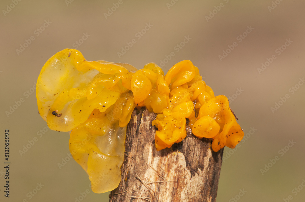 Tremella species yellow brain golden jelly fungus yellow trembler and