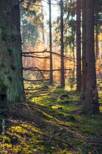 Waldboden
