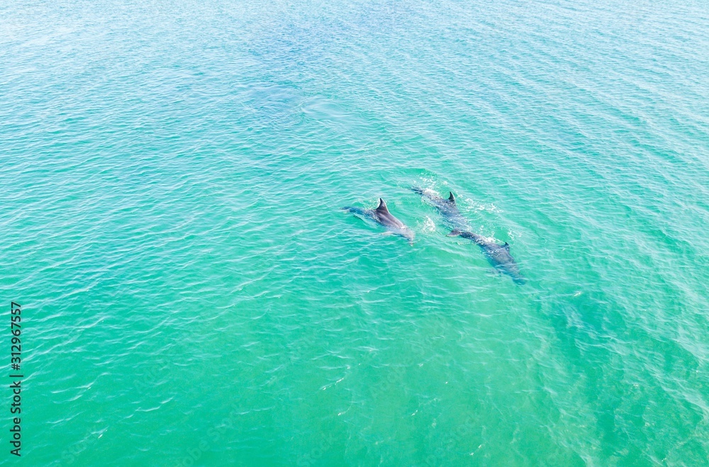 Top view of dolphins in the Black sea. Anapa