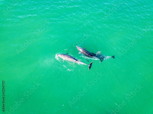 Top view of dolphins in the Black sea. Anapa