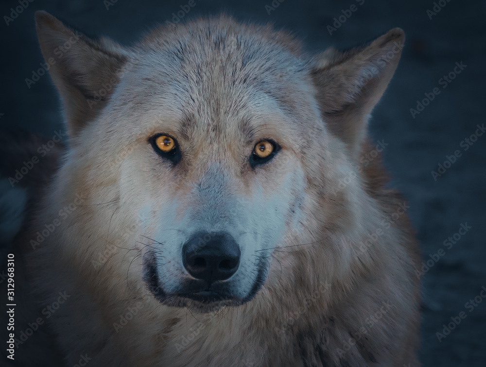 Fototapeta premium Arctic Wolf - Atmospheric