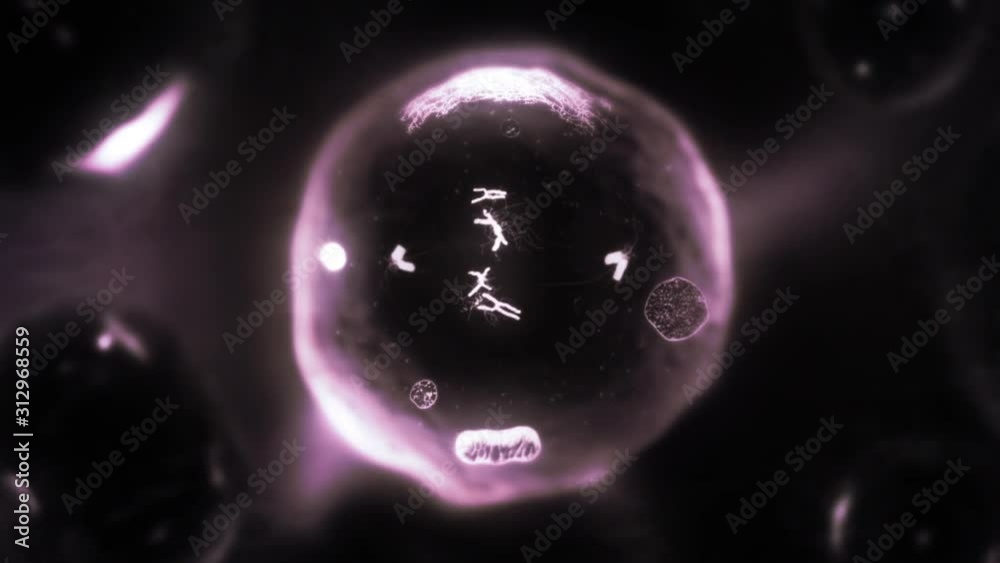 Stages of mitosis. Loopable. Biology background. Purple. Human and animal cells reproduce by duplicating their contents and dividing into two new cells called daughter cells.