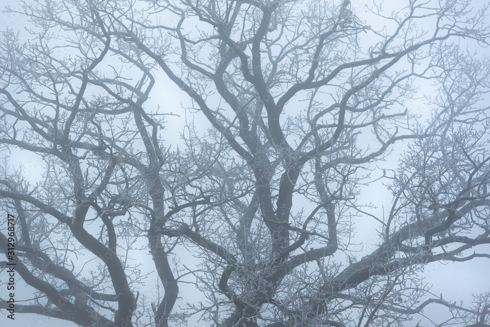 Frozen tree branches background. Winter leafless tree in a dense mist Frozen tree branches background. Winter leafless tree in a dense mist