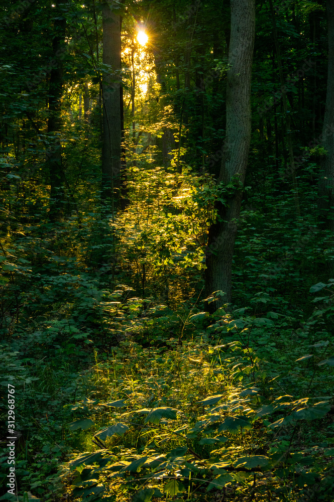 Obraz premium forest