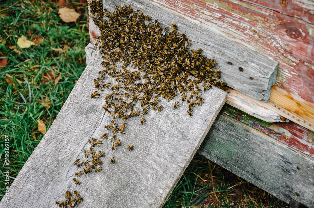 Working bees colony on the on the background hive. Texture, background of bee from hive. Close up. view of the beekeeping and getting honey. Swarm of bee worker sitting on a beehive. Working bees colony on the on the background hive. Texture, background of bee from hive. Close up. view of the beekeeping and getting honey. Swarm of bee worker sitting on a beehive.