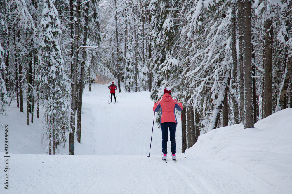 Cross country ski. Skier rides in the woods on skis.