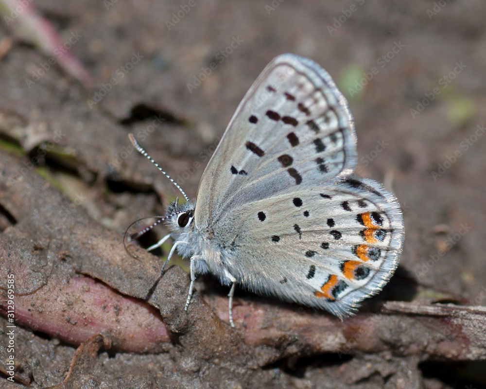 Fototapeta premium Butterflies of the Montana and the Northern Hemisphere