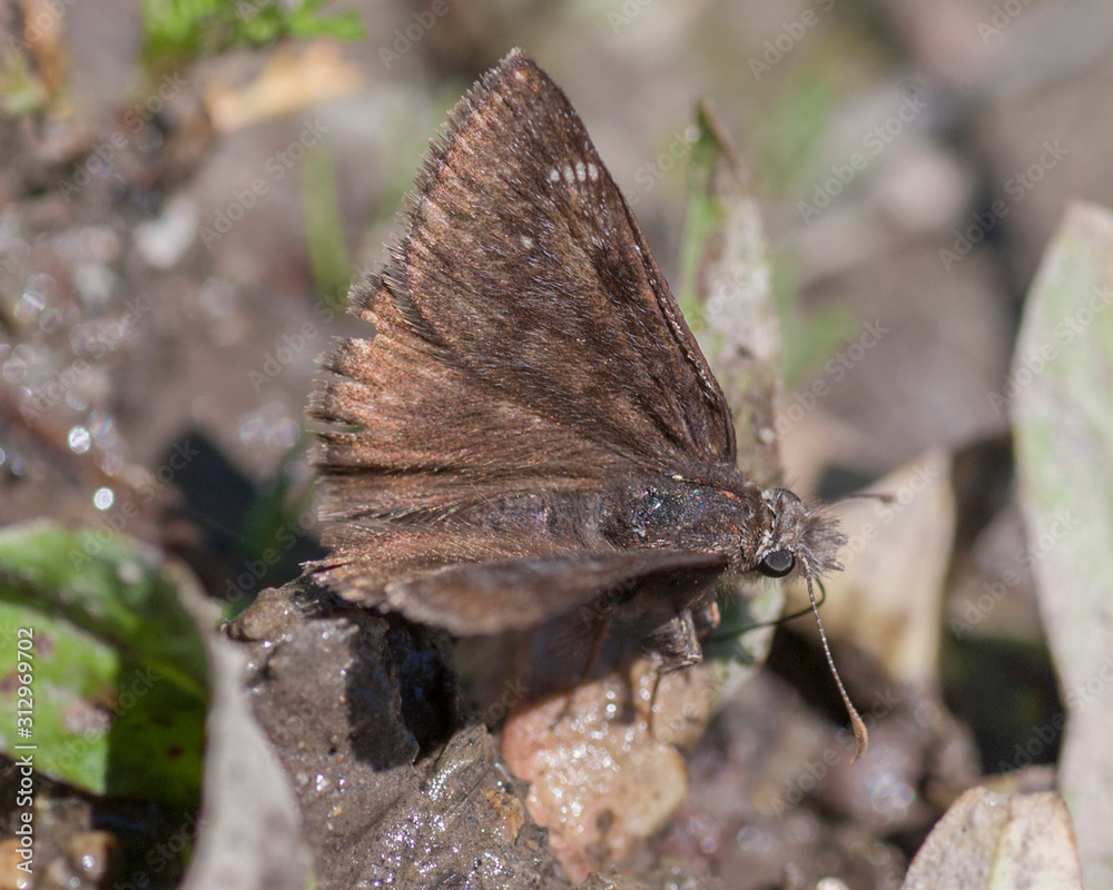 Fototapeta premium Butterflies of the Montana and the Northern Hemisphere