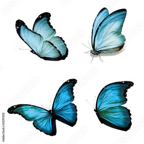 Color butterflies , isolated on white background © suns07butterfly