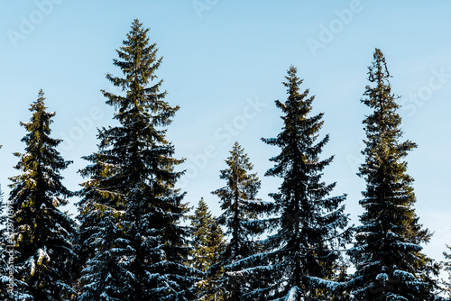 scenic view of green pine trees covered with snow in sunlight on blue sky background