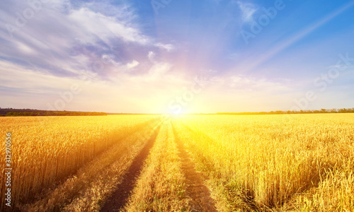 landscape with tractor road in wheat field