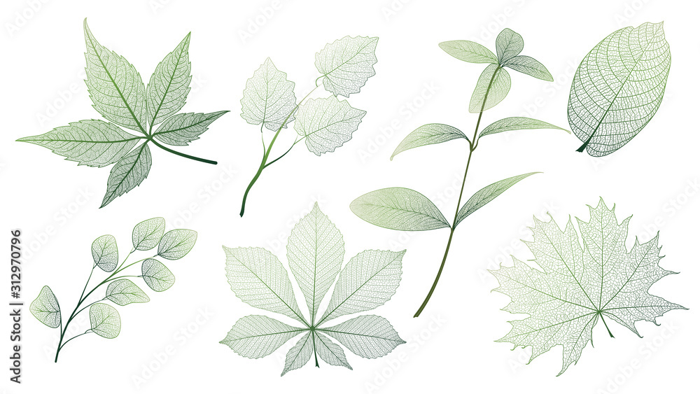 Set leaves on white. Leaf veins.  Vector illustration. EPS 10.