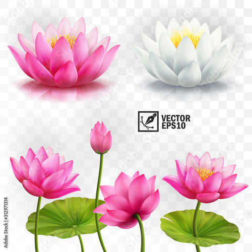 3d realistic vector set of white and pink lotus flowers, stems and leaves for advertising and invitations