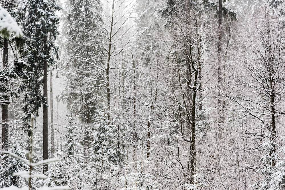 scenic view of pine forest with tall trees covered with snow scenic view of pine forest with tall trees covered with snow