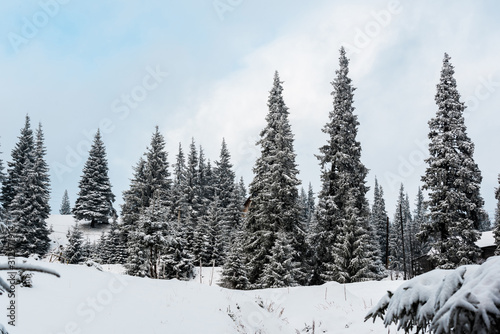 Scenic view of pine forest with tall trees covered with snow