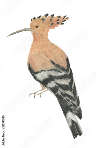 Watercolor painting hoopoe bird isolated on white