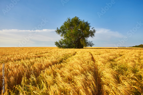 Gold wheat field and blue sky. Ukraine  Europe.