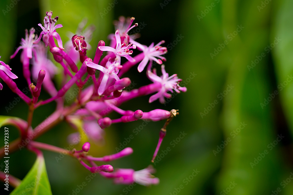 Beautiful photography of purple flower on on blurred bokeh background