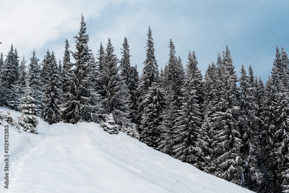 scenic view of snowy mountain with pine trees
