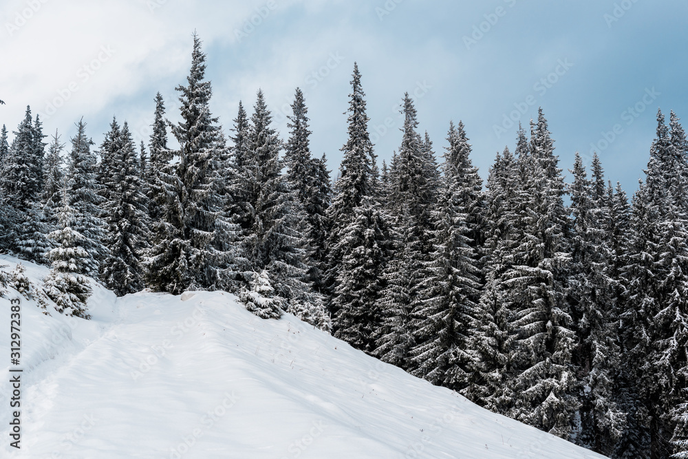 scenic view of snowy mountain with pine trees scenic view of snowy mountain with pine trees