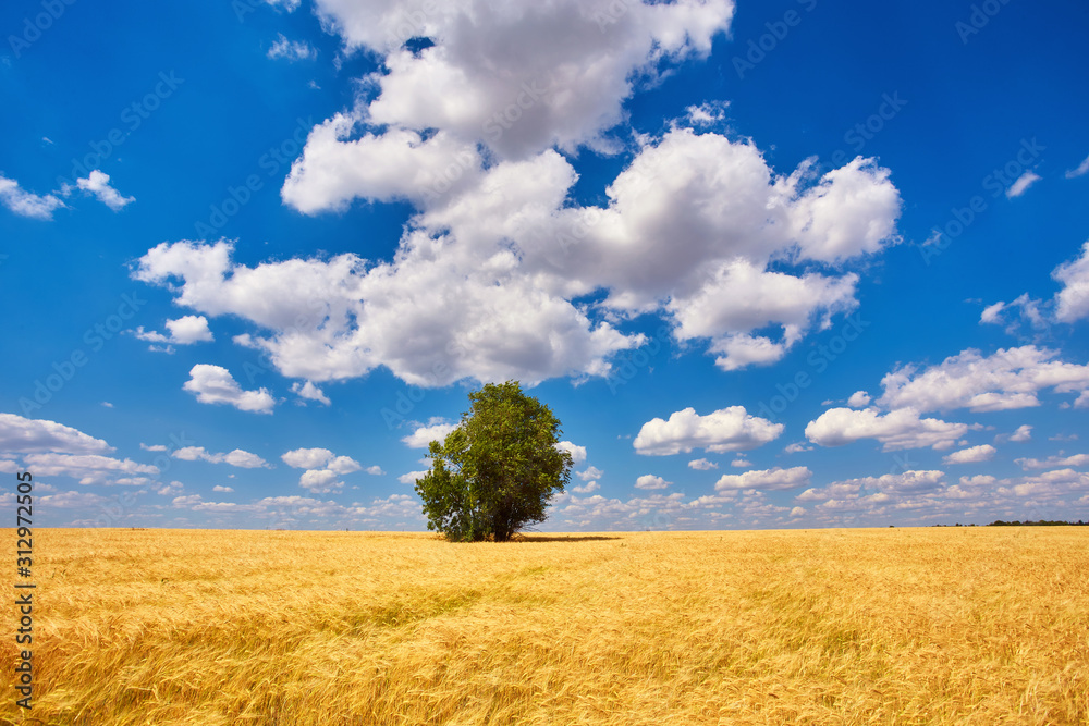 Obraz premium Gold wheat field and blue sky. Ukraine, Europe.
