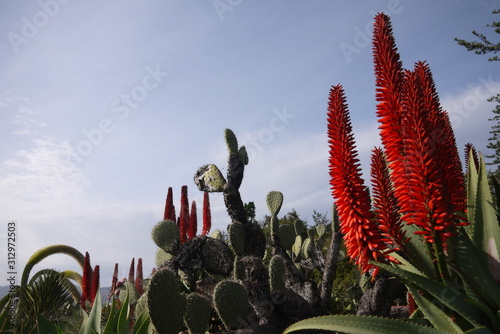 Kakteen mit Blüten