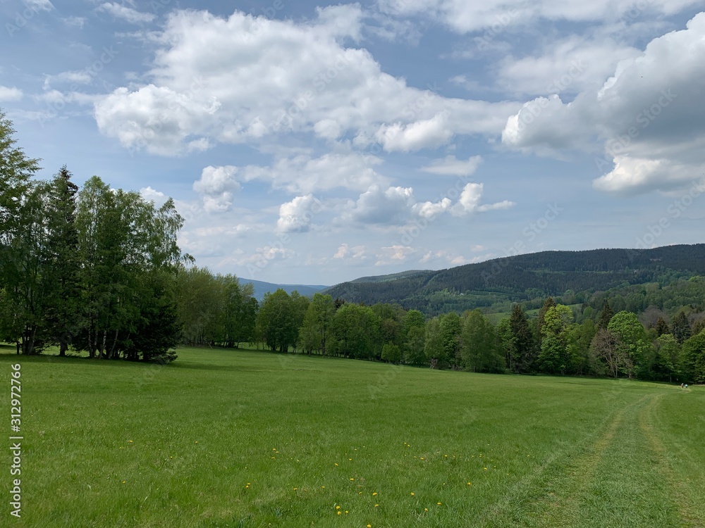 Grass field in forest with small hill in background Grass field in forest with small hill in background