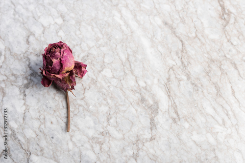 dried rose on marble in zenith plane with empty space on the left