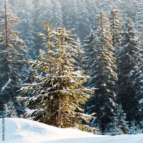 scenic view of pine trees covered with snow in sunshine