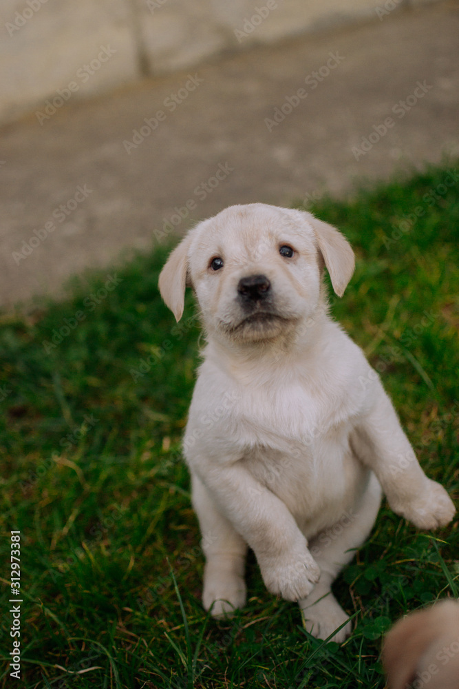 Cute white labradors on the grass