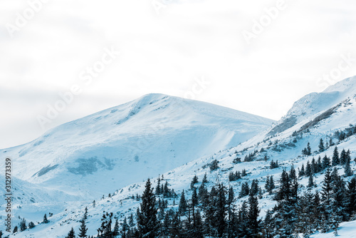 Canvas Print Scenic view of snowy mountains with pine trees in white fluffy clouds