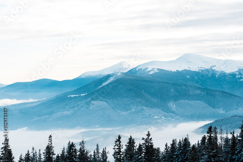 Scenic view of snowy mountains with pine trees in white fluffy clouds