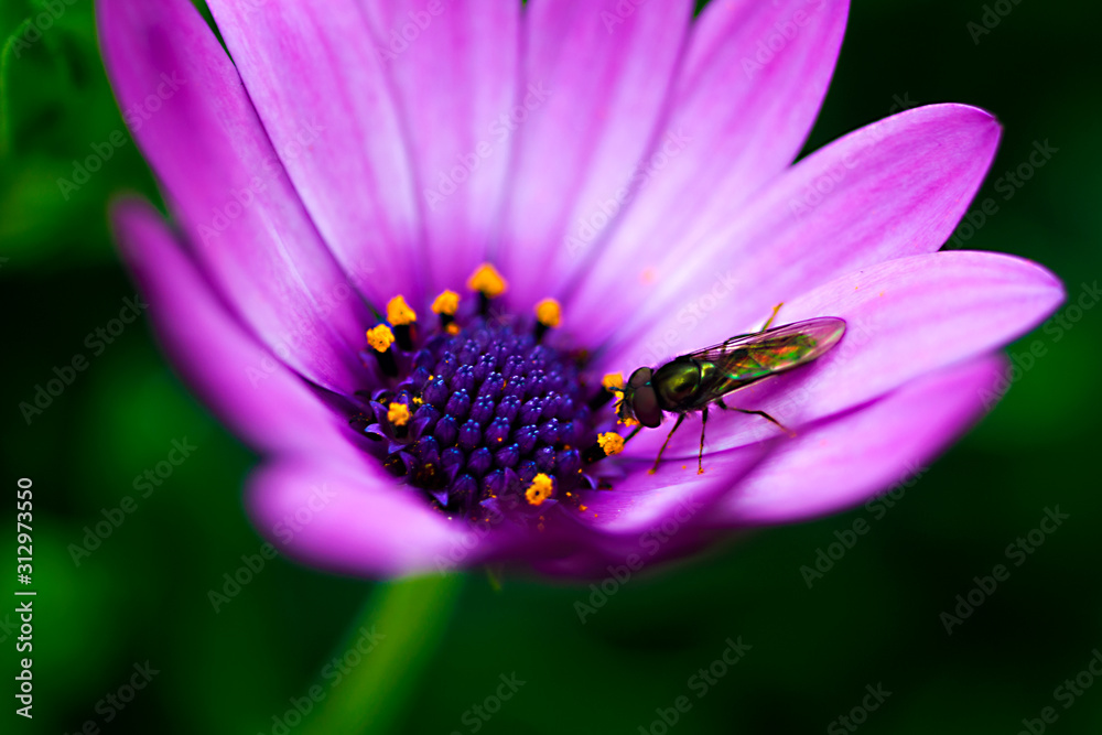 Beautiful photography of purple flower on on blurred bokeh background Beautiful photography of purple flower on on blurred bokeh background