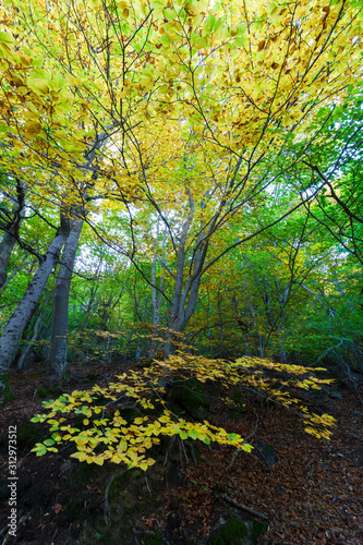 Autumn in the Natural Park of Moncayo is a protected area located in the province of Zaragoza.