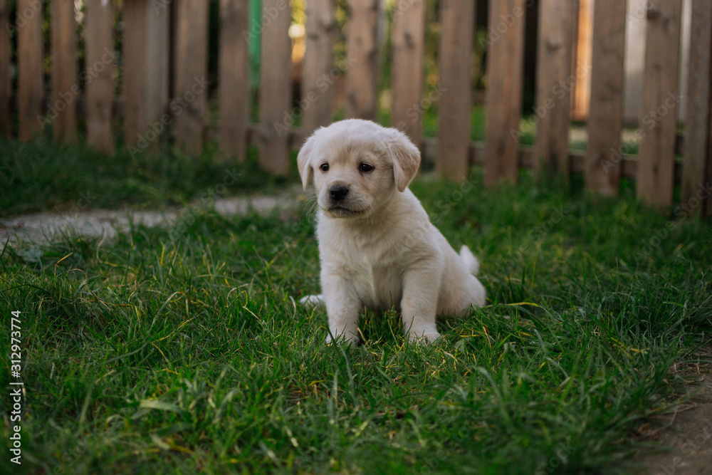 Cute white labradors on the grass