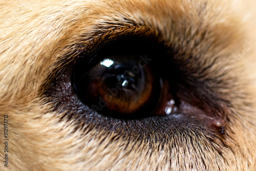Close-up of the eye of a golden retriever