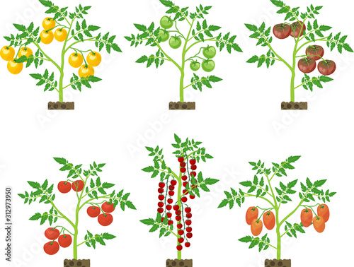 Set with different tomato plants with green leaf and ripe tomatoes isolated on white background