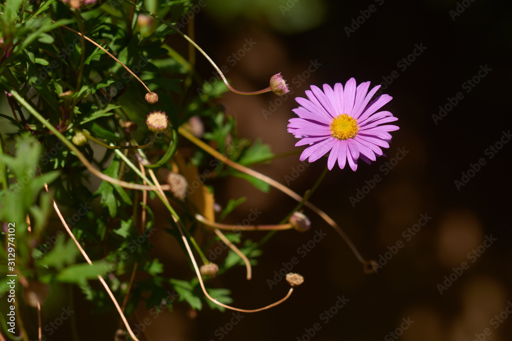 Purple daisy garden flower. Close up view. Small depth of field. Purple daisy garden flower. Close up view. Small depth of field.