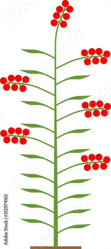 Scheme of determinate tomato plant with green leaf and red tomatoes isolated on white background