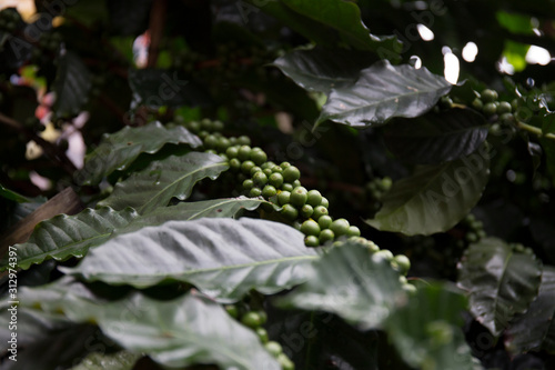 Green coffee beans growing on the branch in Mae Kampong Village, Chiang Mai ,Thailand