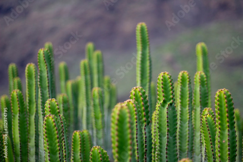 Closeup photo of green exotic cactuses on Tenerife, Canary Islands. Texture of cactuses.