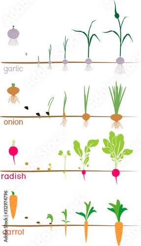 Set of life cycles of vegetable plants (garlic, radish, carrot and onion). Stages of vegetable plant growth from seed and sprout to harvest isolated on white background