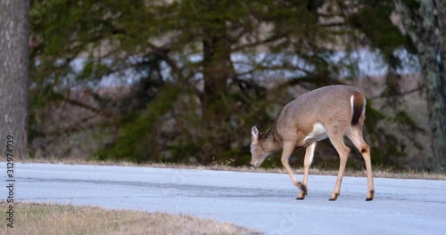 deer walking on a road