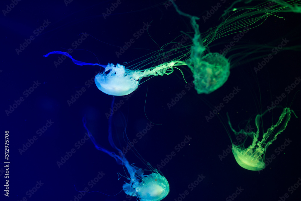 Naklejka premium Colorful Jellyfish underwater. Jellyfish moving in water.