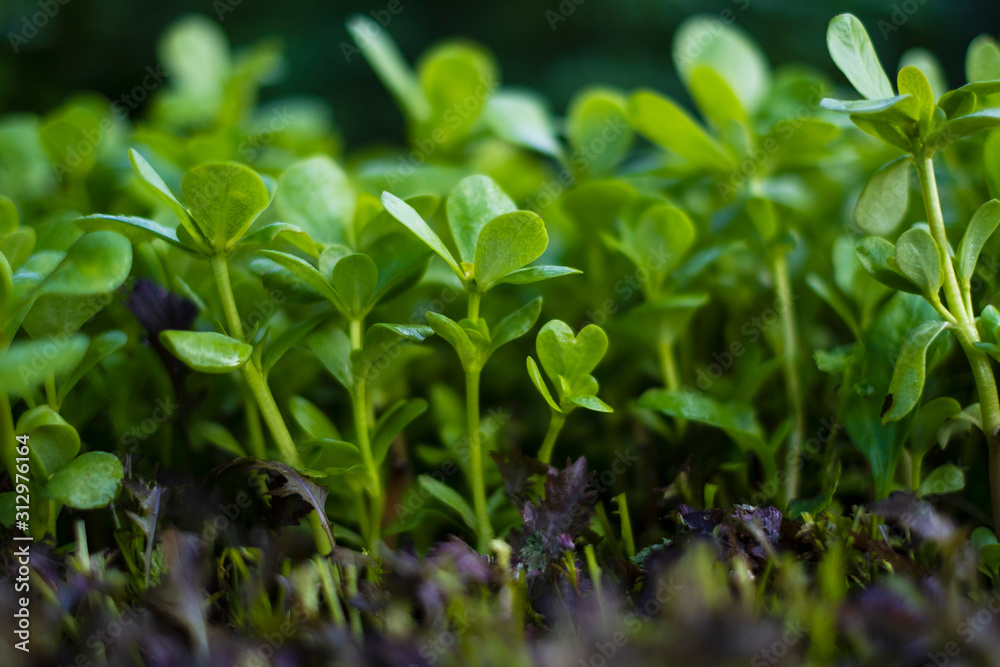 Close up vibrant green seedling purslane plant Close up vibrant green seedling purslane plant