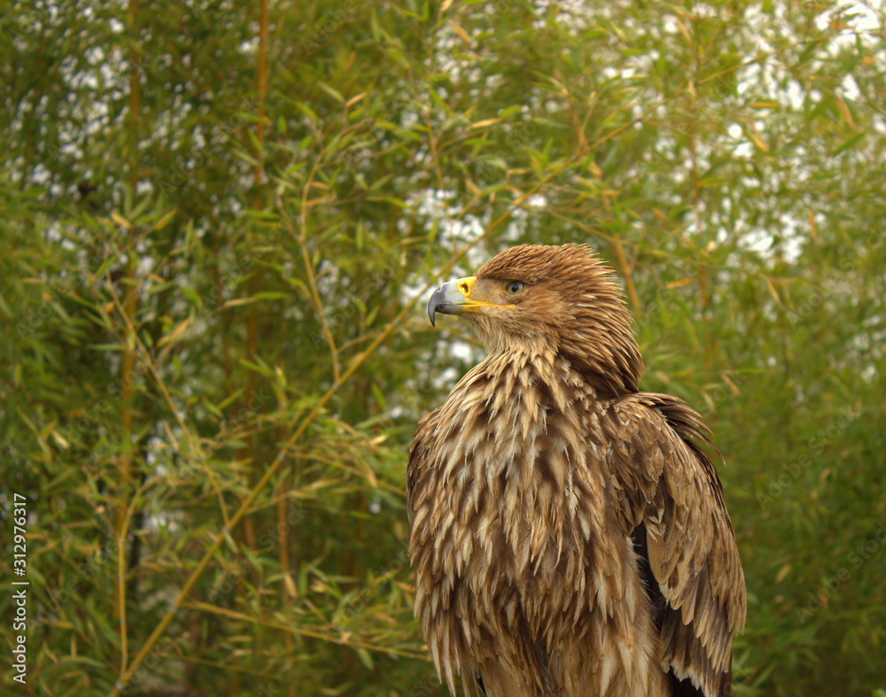 The growing nestling steppe eagle looks into the distance. Side view The growing nestling steppe eagle looks into the distance. Side view