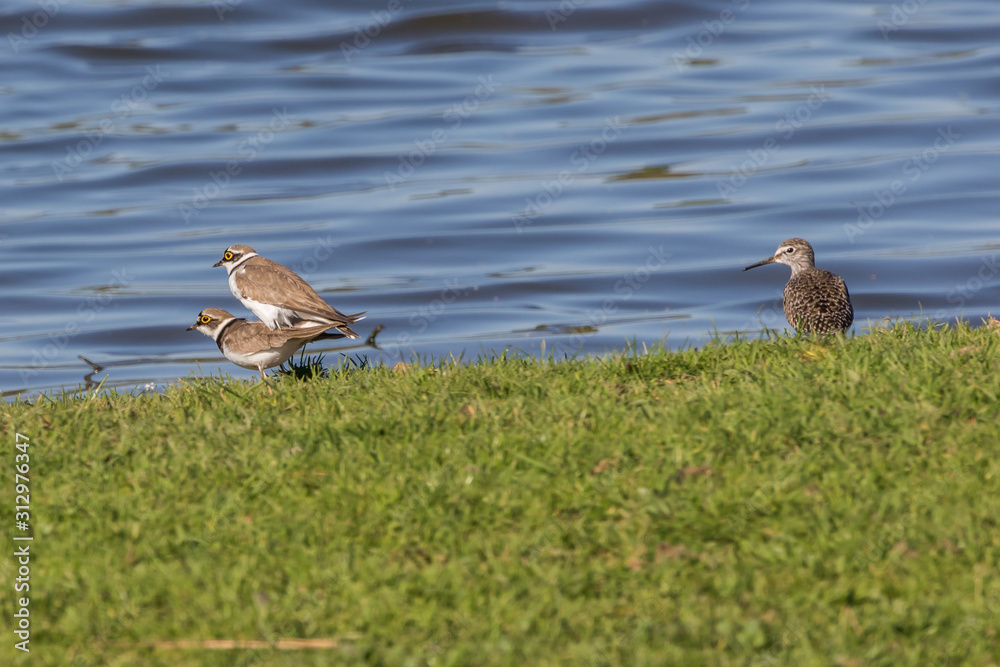 Little ringed plover (Charadrius dubius)