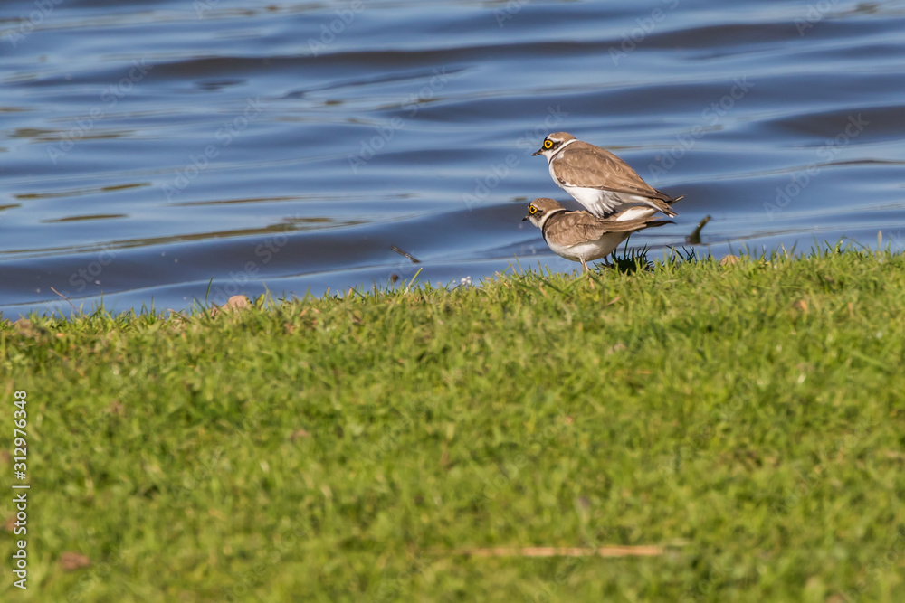 Little ringed plover (Charadrius dubius)