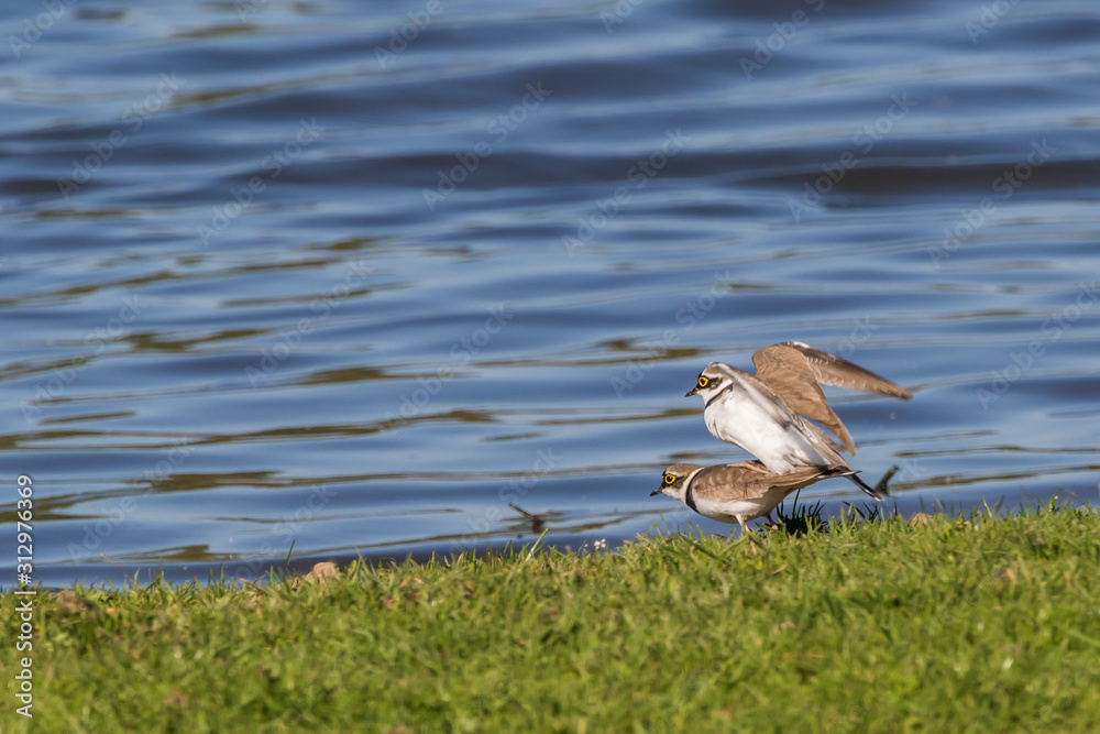 Little ringed plover (Charadrius dubius)